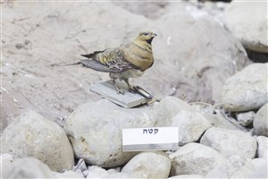 Image description is not available for 1983.139.1